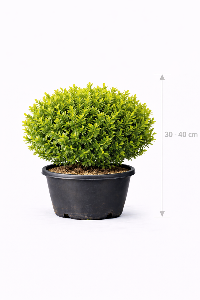 Buxus betterbuxus 'Heritage' 30 - 40