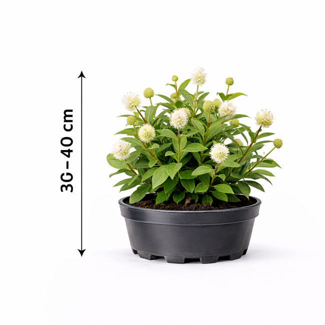Cephalanthus occidentalis 30 - 40
