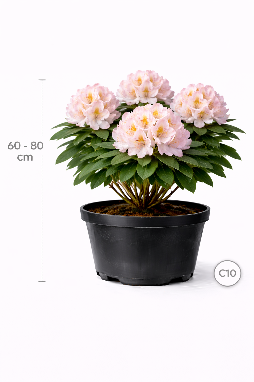 Rhodo (caucas.) 'Albert Schweitzer' 60 - 80 C10