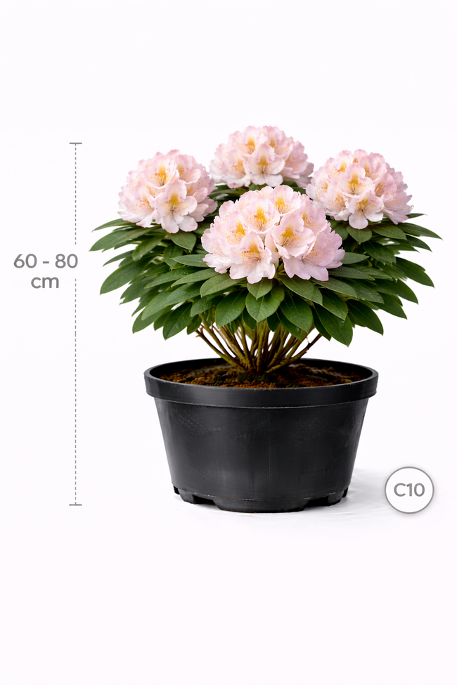 Rhodo (caucas.) 'Albert Schweitzer' 60 - 80 C10