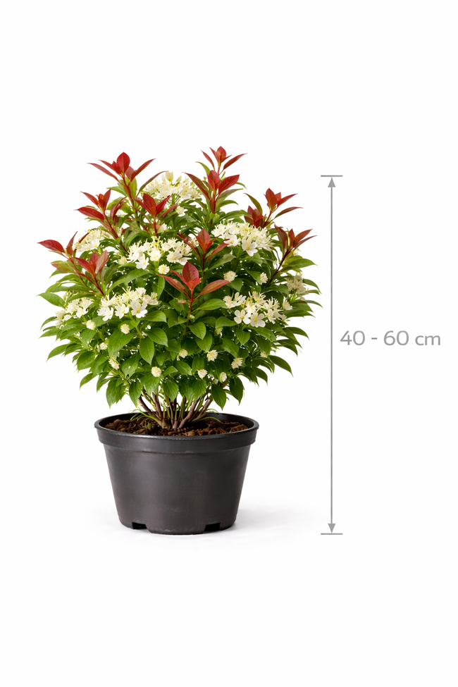 Photinia fras. 'Camilvy' 40 - 60