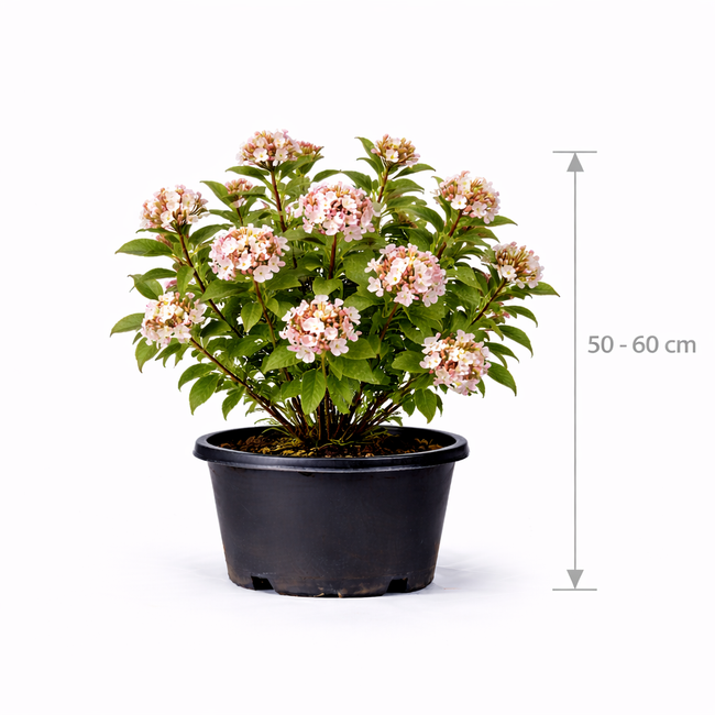 Viburnum burkwoodii 50 - 60
