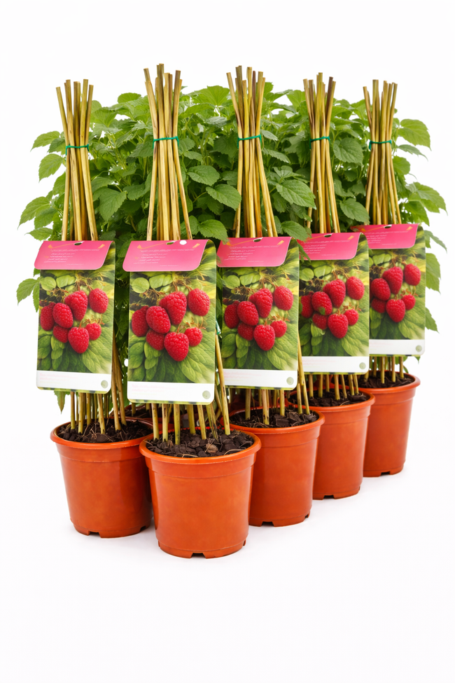 Rubus idaeus rood struik