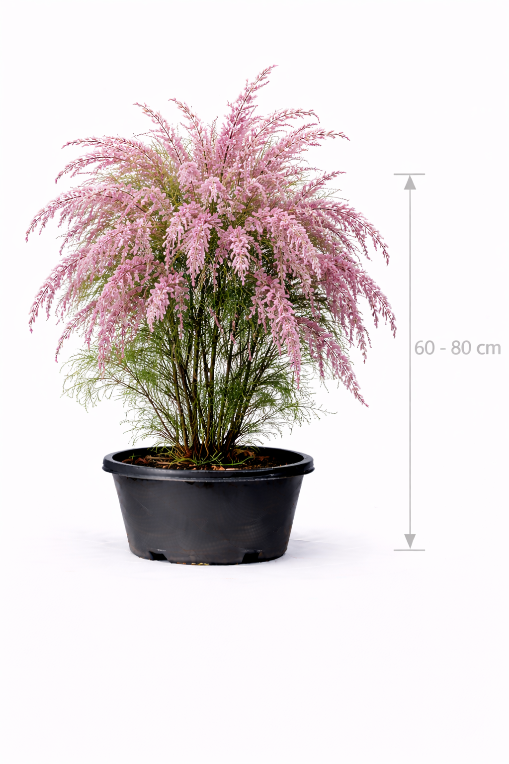 Tamarix ram. 'Pink Cascade' 60 - 80