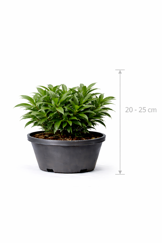 Sarcococca hook. 'Digyna' 20 - 25