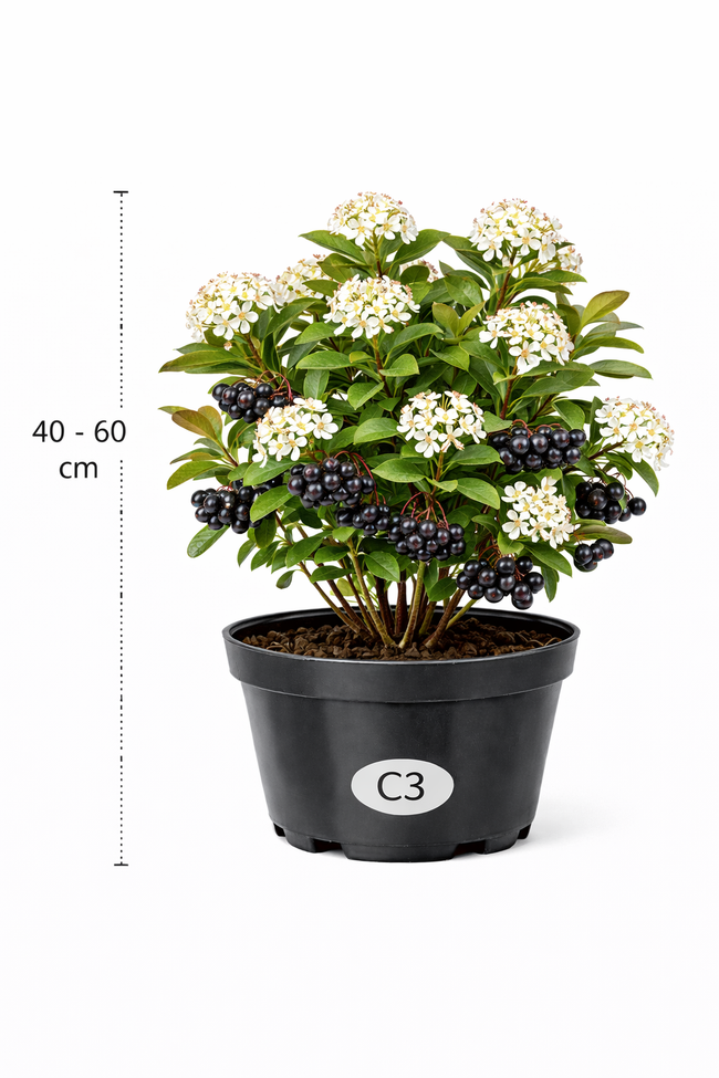 Aronia prun. 'Viking' 40 - 60 C3