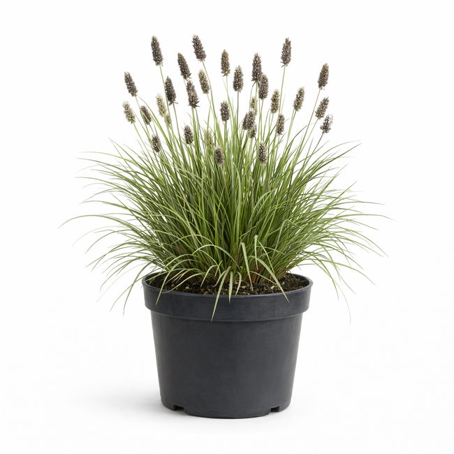 Sesleria heufleriana C3