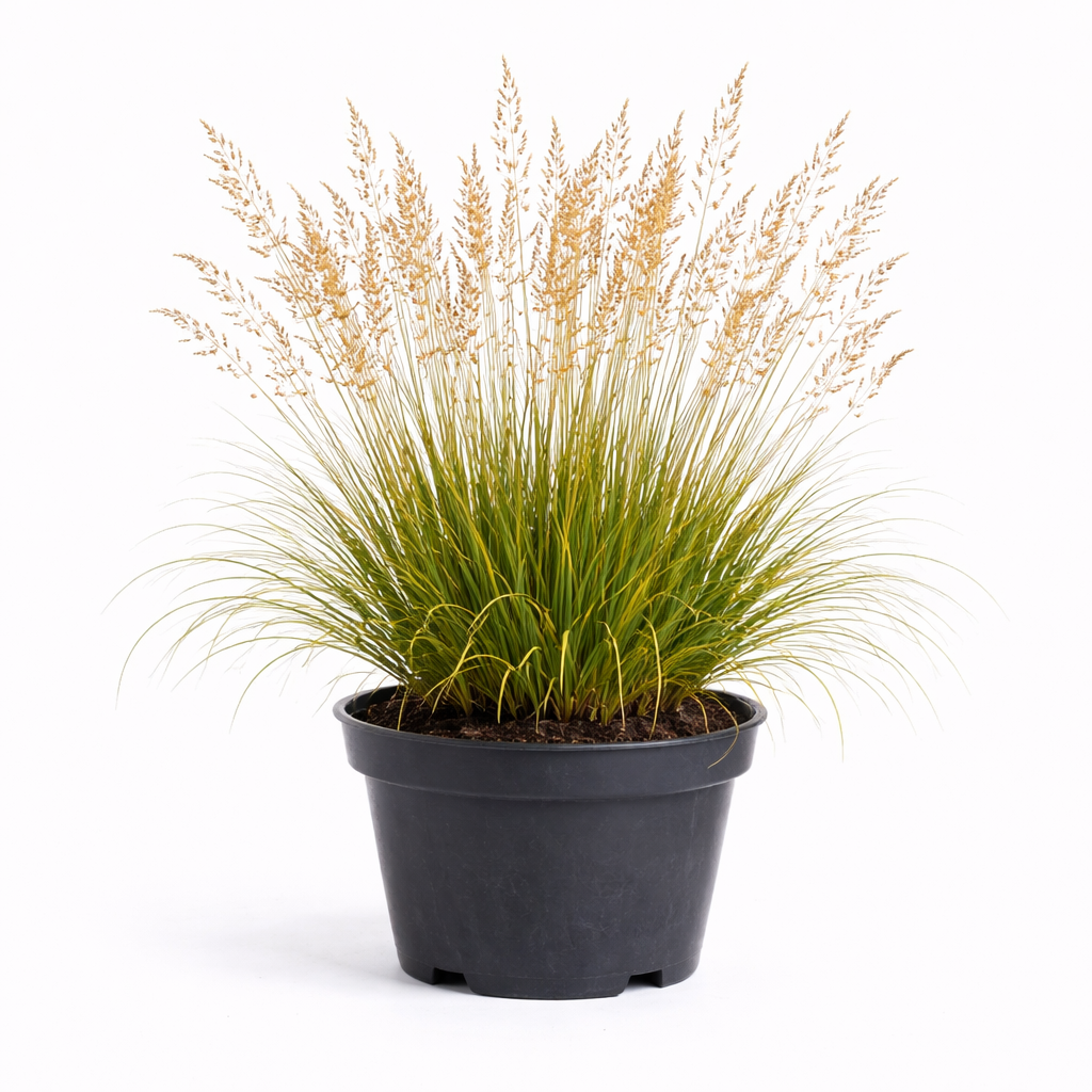Molinia caer. 'Heidezwerg' C3