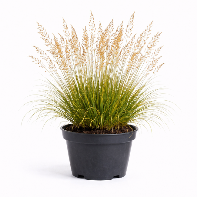 Molinia caer. 'Heidezwerg' C3