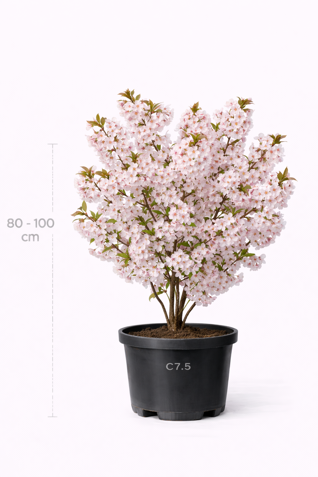 Prunus nipponica 'Brillant' 80 - 100 C7.5