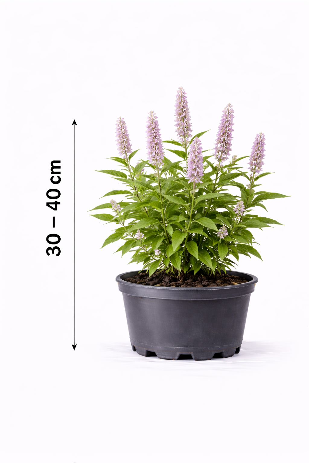 Elsholtzia stauntonii 30 - 40