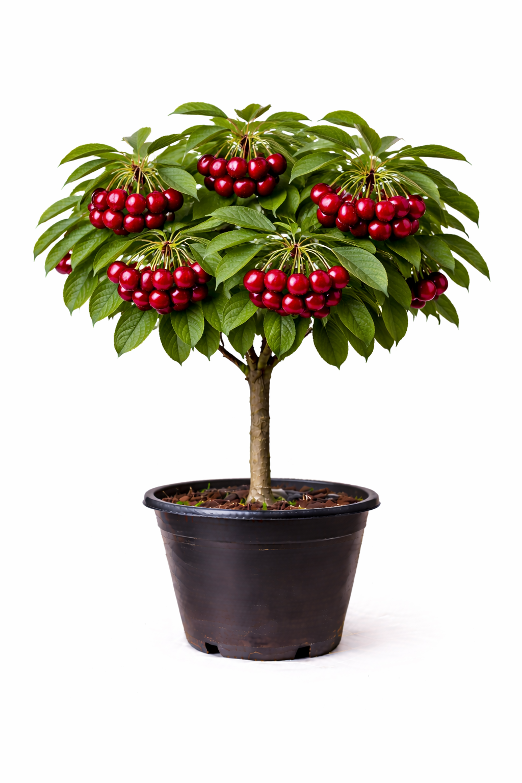 Prunus cer. kriek struik C7.5