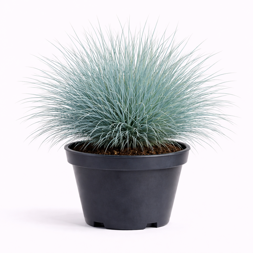 Festuca glauca 'Elijah Blue' C3