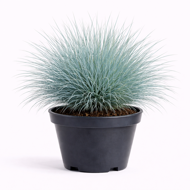 Festuca glauca 'Elijah Blue' C3