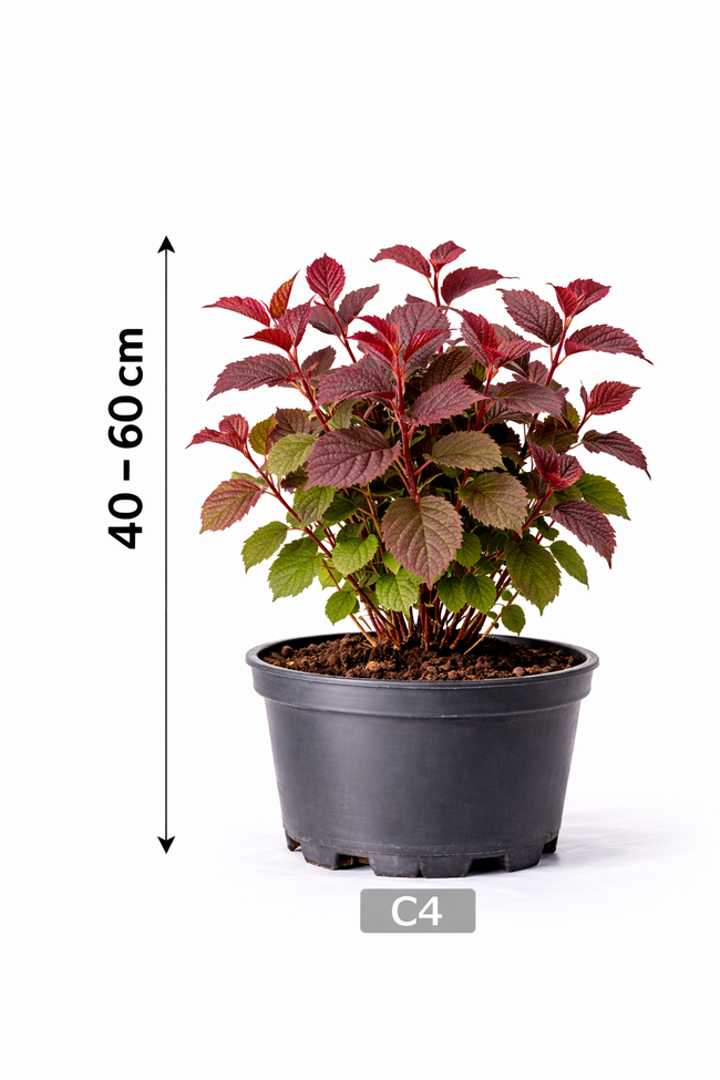 Corylus hybr. 'Red Majestic' 40 - 60 C4