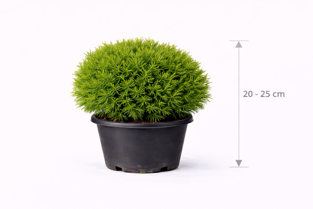 Thuja occ. 'Teddy' 20 - 25