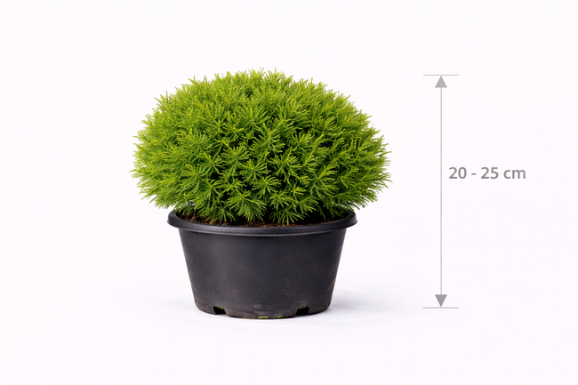 Thuja occ. 'Teddy' 20 - 25