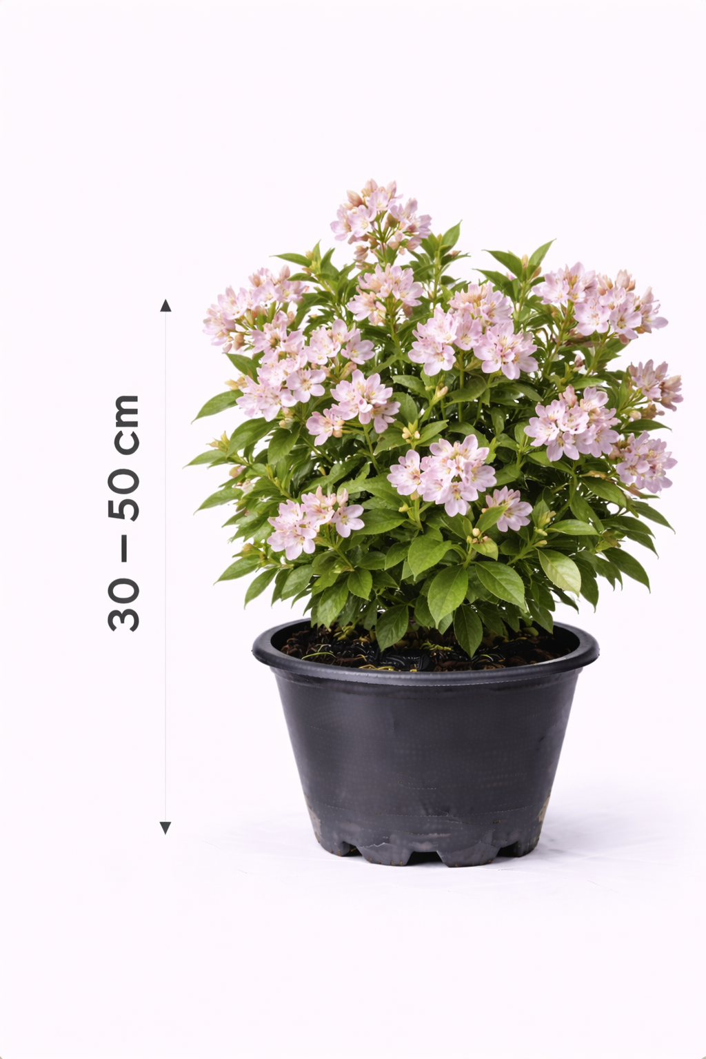 Kolkwitzia amabilis 'Pink Cloud' 30 - 50