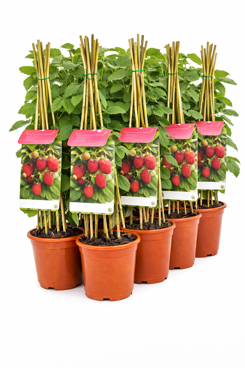 Rubus id. 'Schönemann'