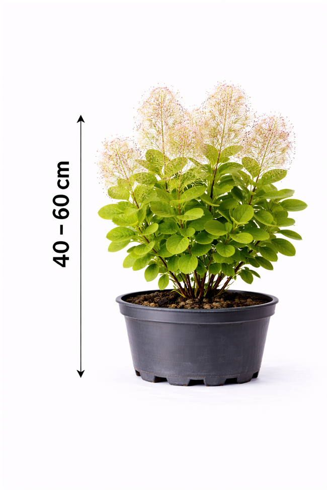 Cotinus coggygria 40  - 60