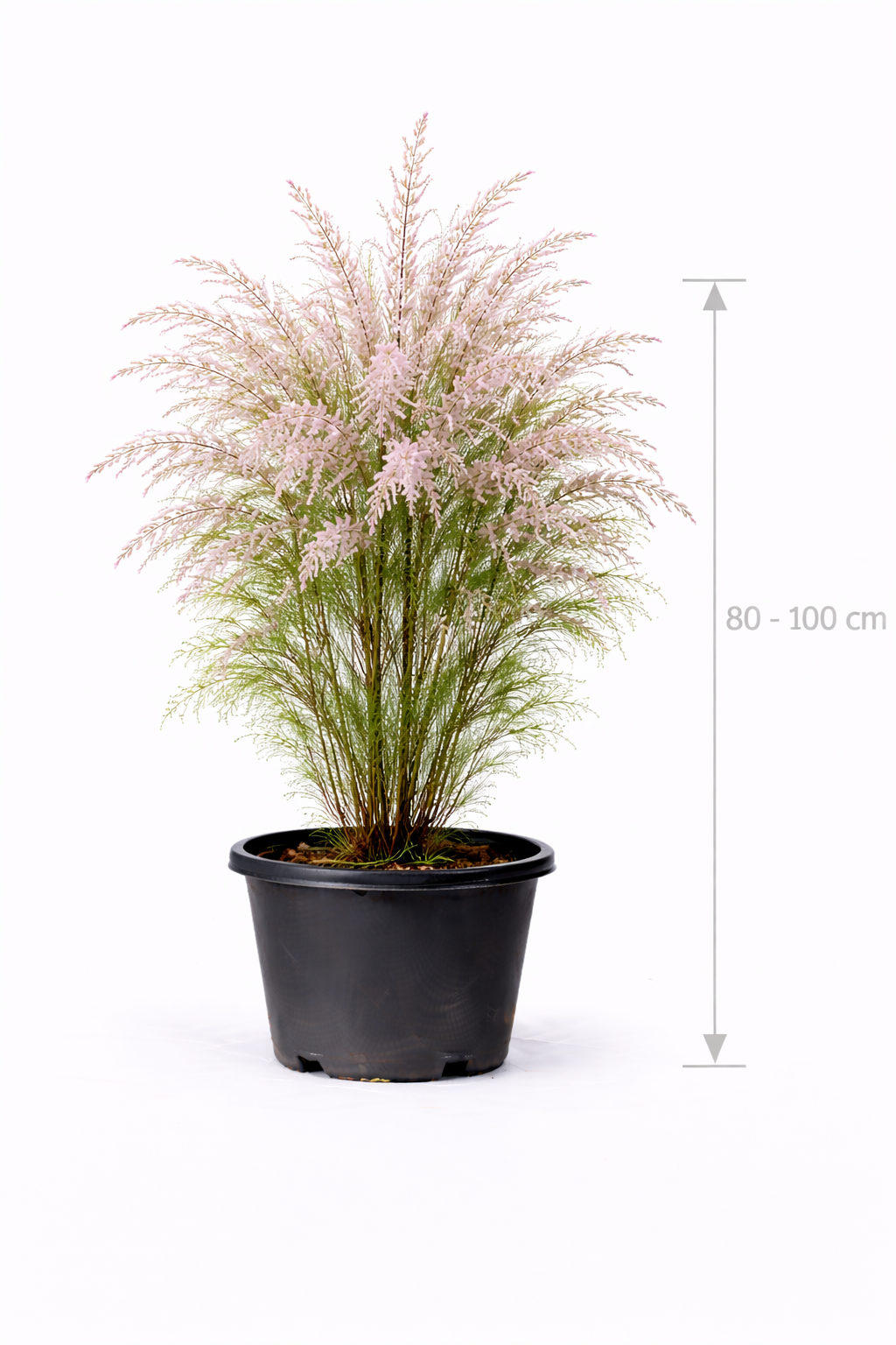 Tamarix tetrandra 80 - 100 c7.5