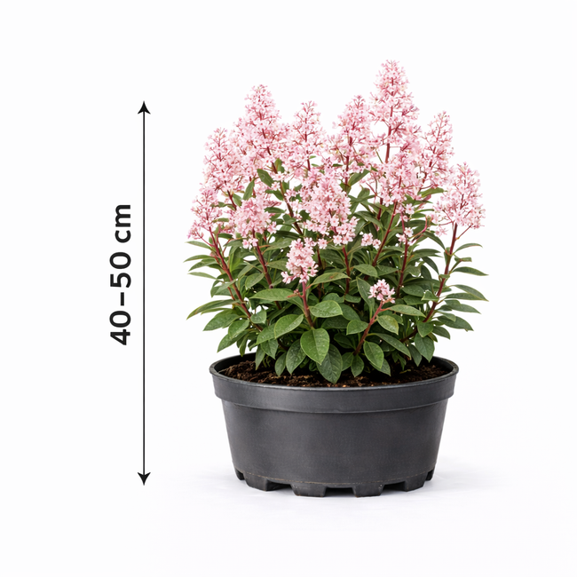 Ceanothus pall. 'Marie Simon' 40 - 50