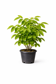 Juglans regia struik c7.5