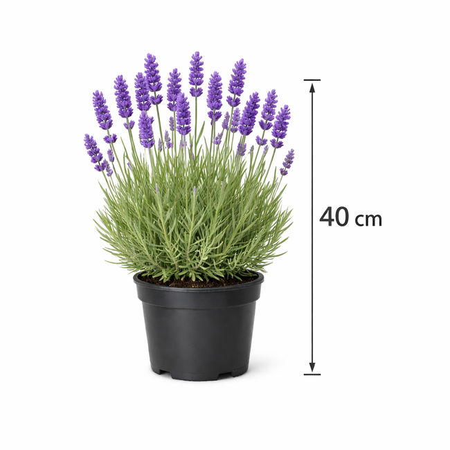 Lavandula int. 'Grosso' C3