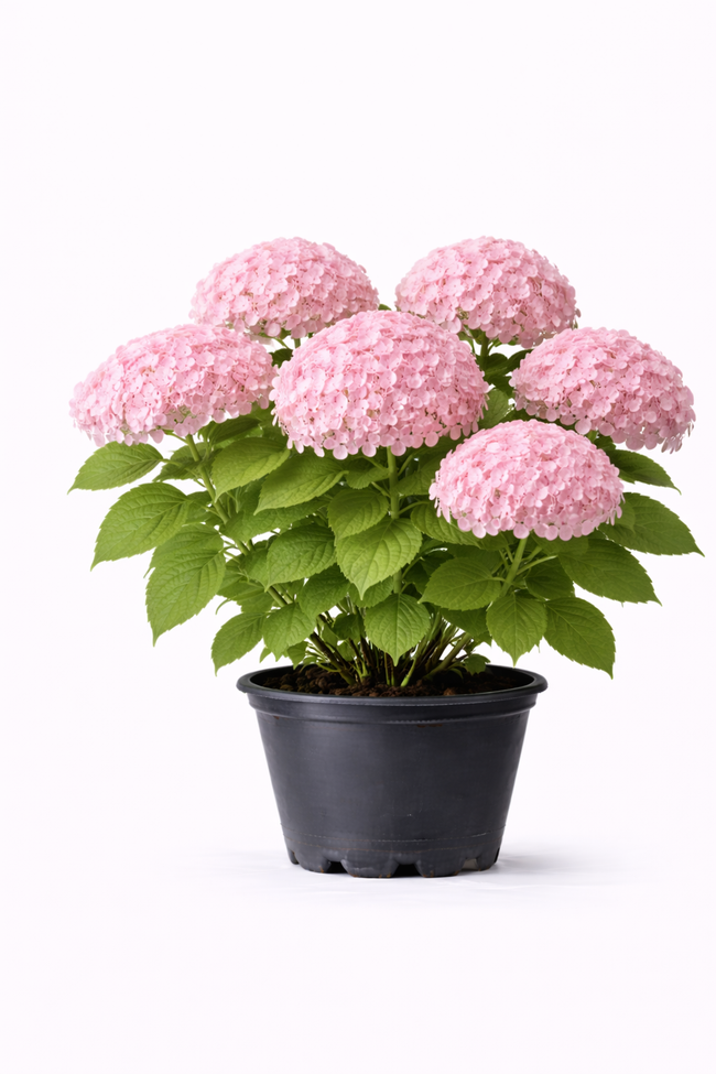 Hydrangea arb. 'Pink Annabelle' C3
