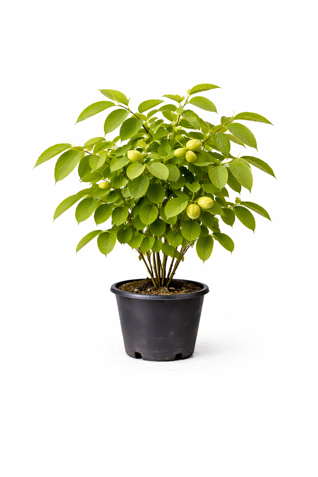 Juglans regia struik c7.5