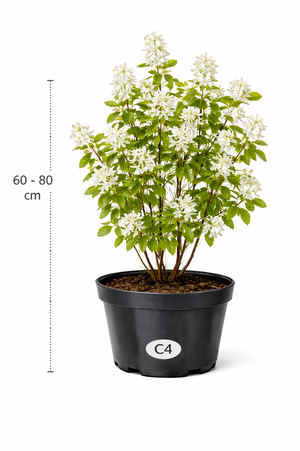 Amelanchier 'Ballerina' 60 - 80 C4