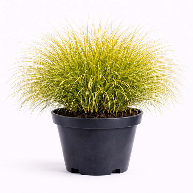 Deschampsia cesp. 'Goldschleier' C3