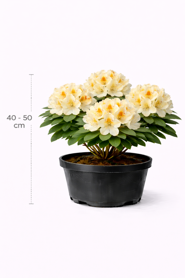 Rhodo (hybr.) 'Horizon Monarch' 40 - 50 C4
