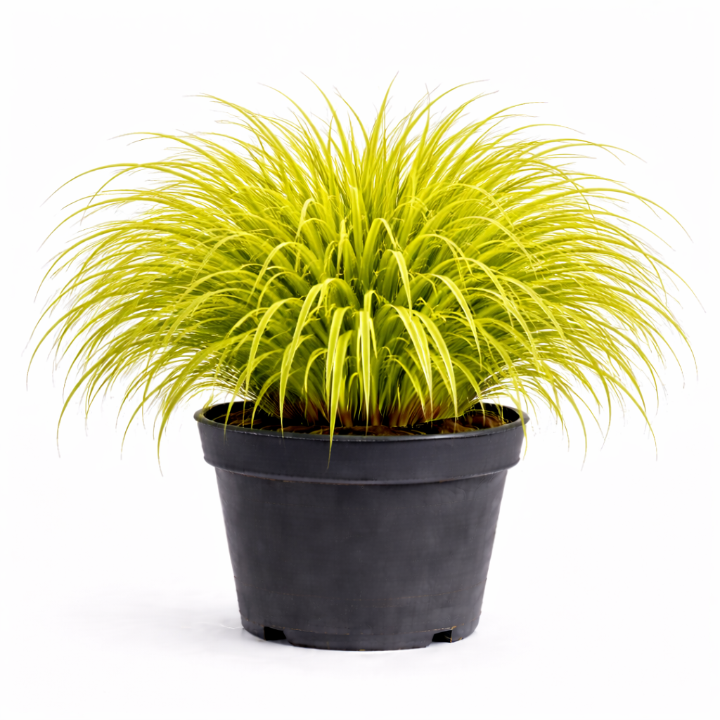 Carex osh. 'Everillo c3