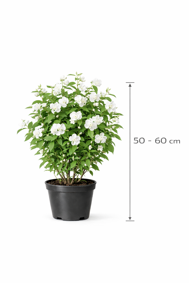 Philadelphus 'Bouquet Blanc' 50- 60