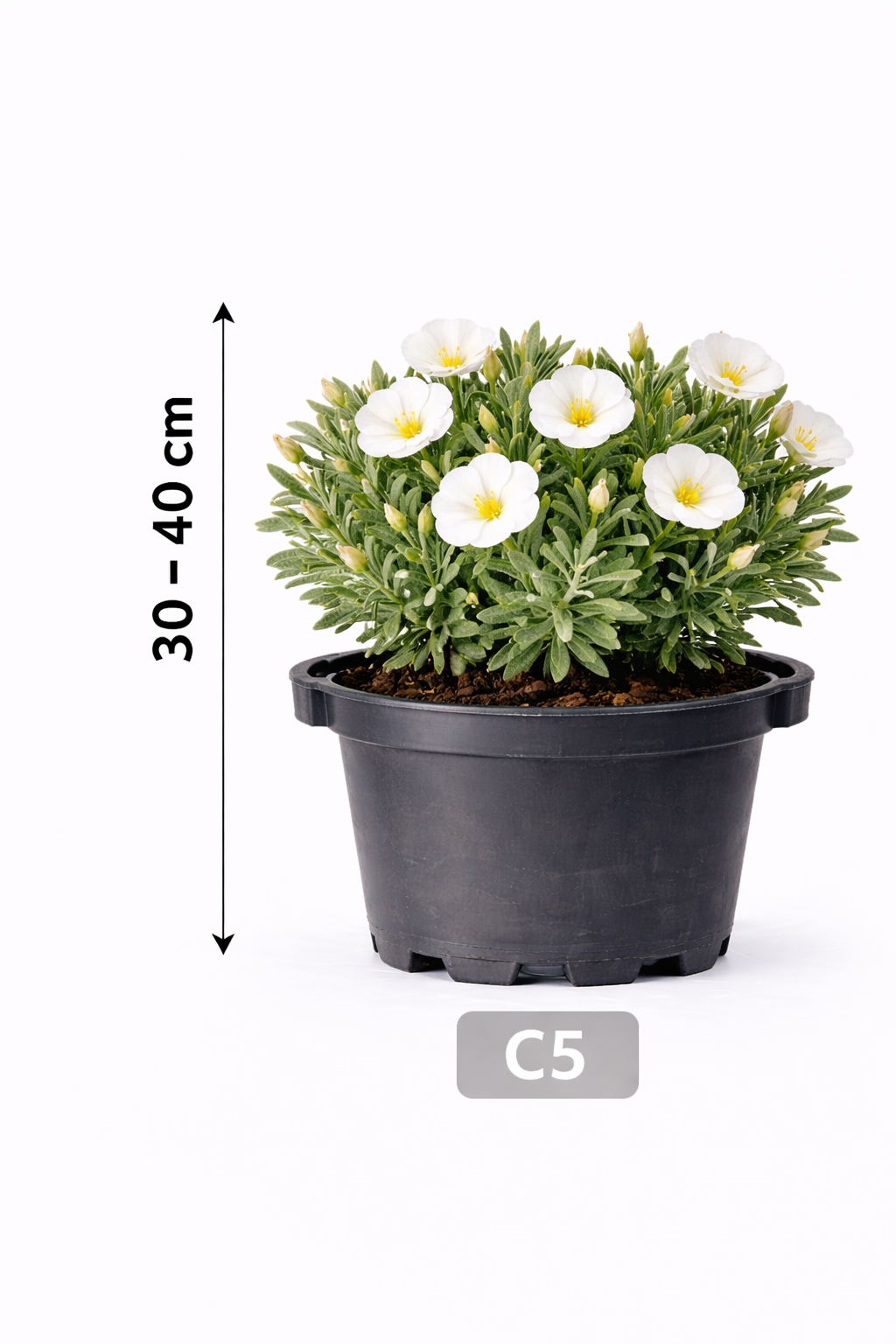 Convolvulus cneorum 30 - 40 C5