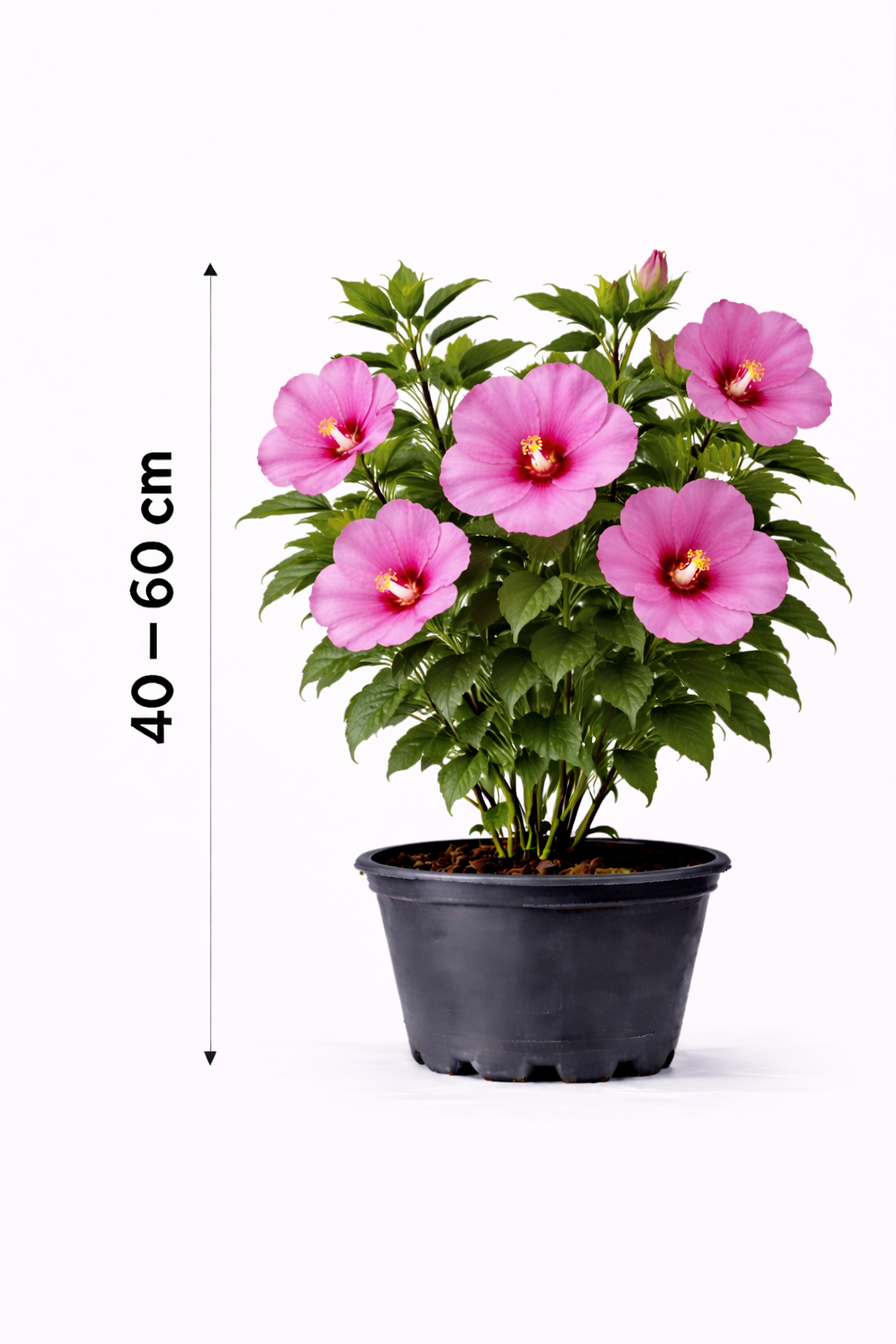 Hibiscus syr. 'Woodbridge' 40 - 60