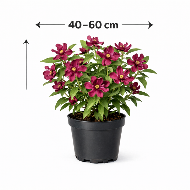 Calycanthus raulstonii 'Hartlage Wine' 40 - 60
