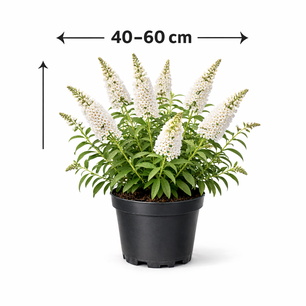 Buddleja dav. 'White Profusion' 40 - 60