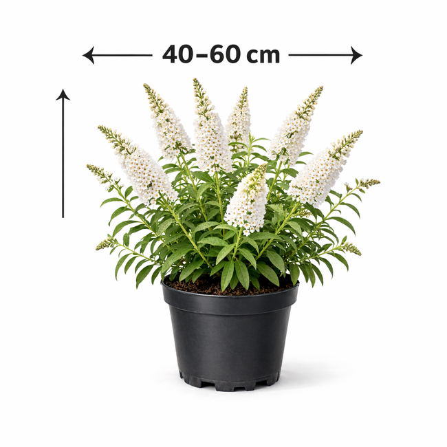 Buddleja dav. 'White Profusion' 40 - 60