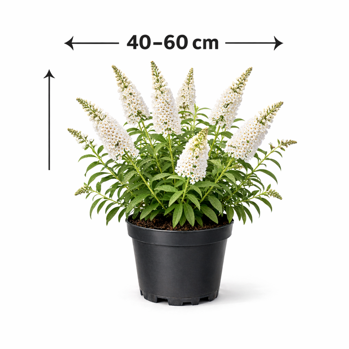 Buddleja 'White Profusion' 40 - 60