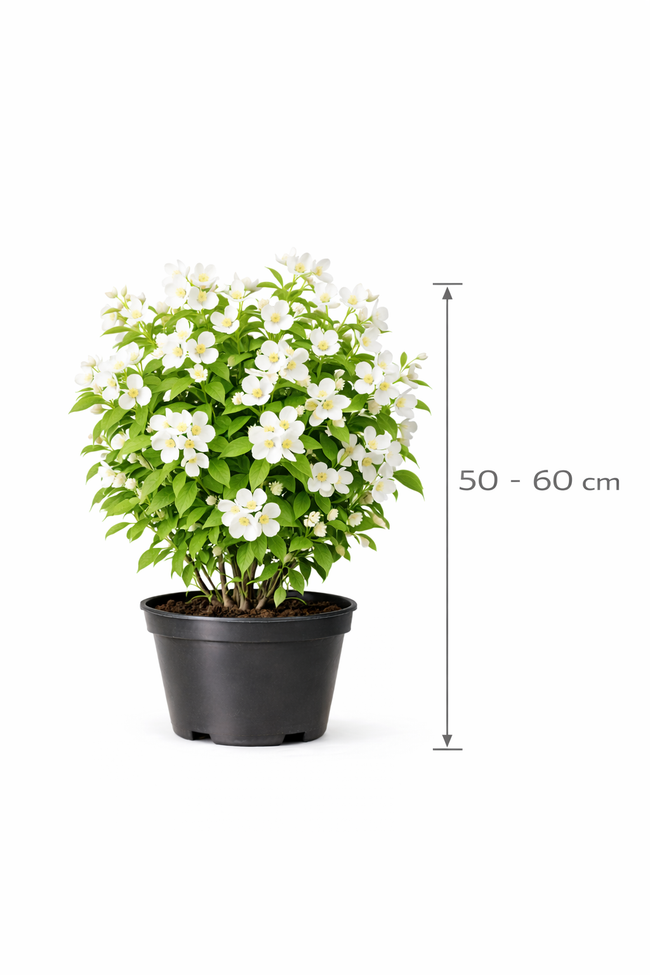 Philadelphus 'Lemoinei' 50 - 60