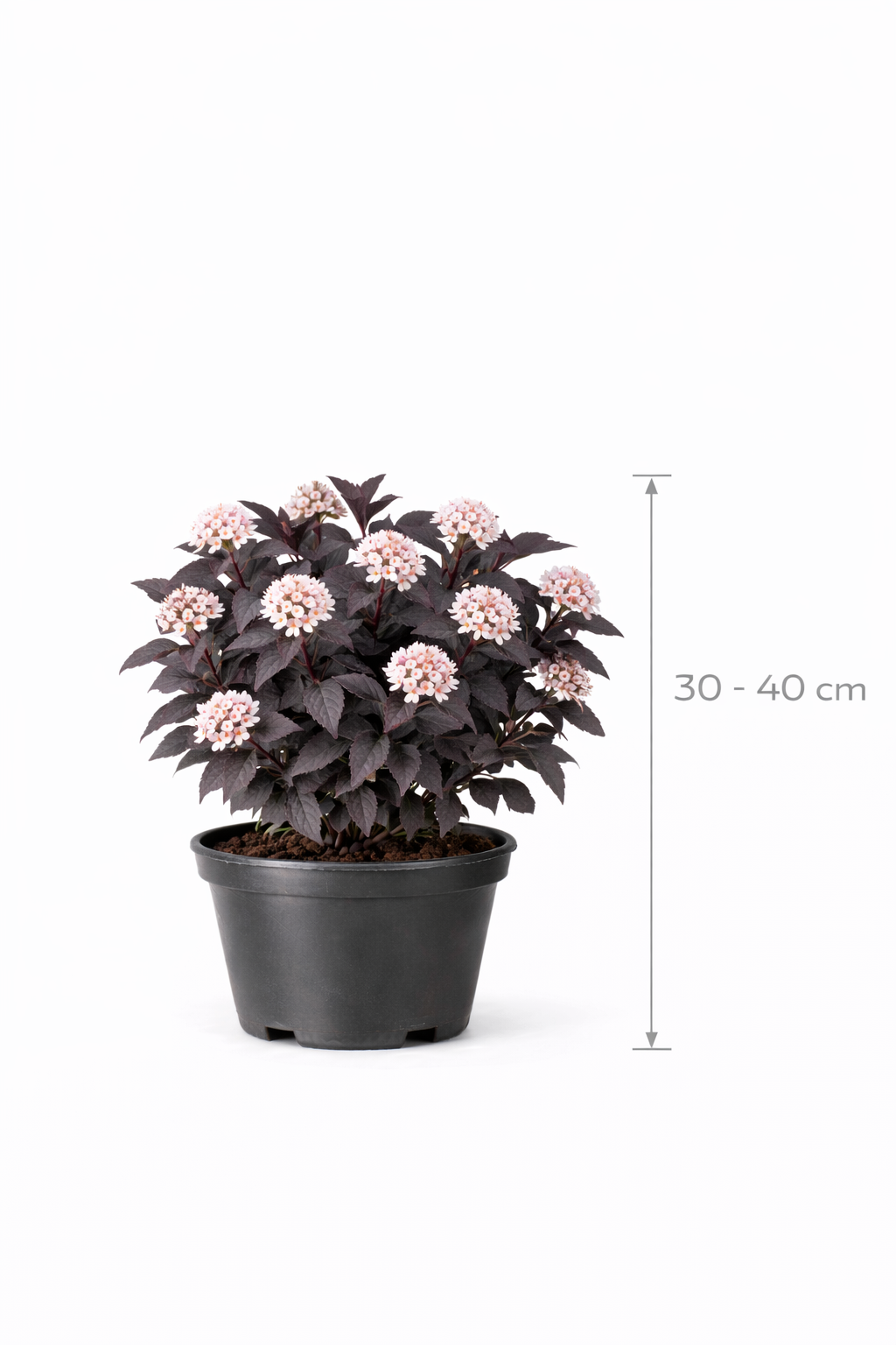 Physocarpus opulif. 'Diabolo' 30 - 40