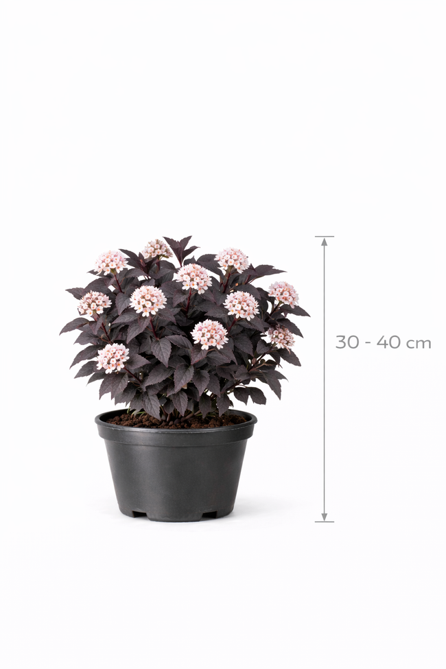 Physocarpus opulif. 'Diabolo' 30 - 40