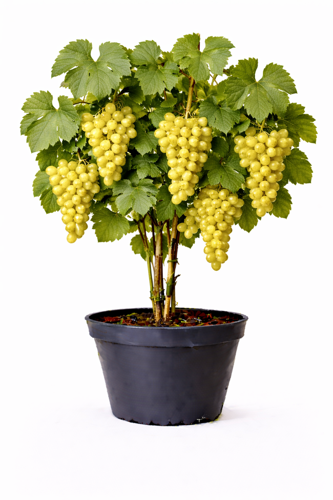 Vitis vin. 'Himrod' 50 - 60