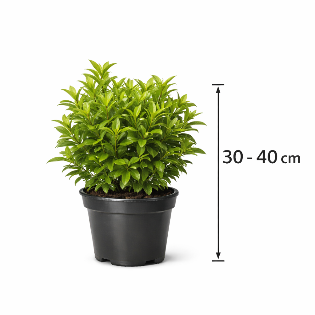Ligustrum jap. 'Green Century' 30 - 40