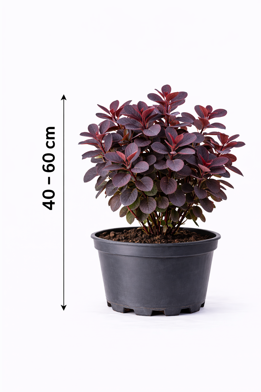 Cotinus cogg. 'Royal Purple' 40 - 60