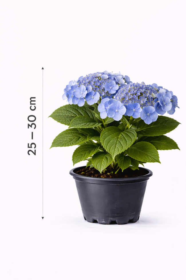 Hydrangea macr. 'Blaumeise' 25 - 30