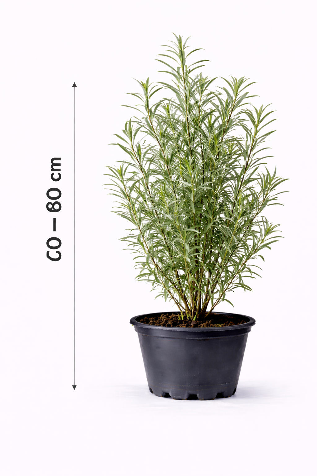 Hippophae rhamnoides 60 - 80