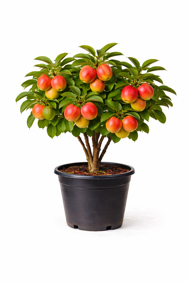 Malus d. 'Jonagold' struik c7.5